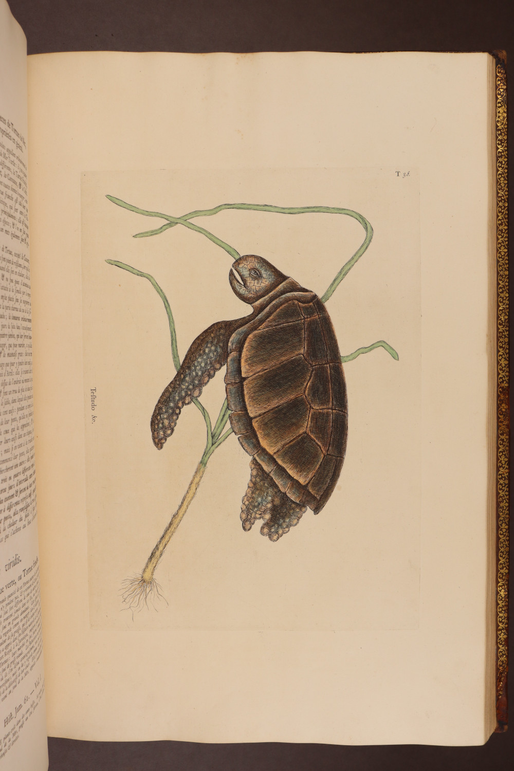 Plate 38